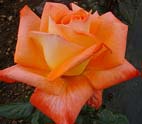 unknow artist Realistic Orange Rose